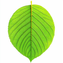 vibrant green leaf showcasing intricate vein patterns and smooth texture, symbolizing nature beauty and vitality. Perfect for eco friendly themes and natural designs