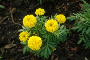 Marigold flowers in the garden. Marigold is a genus of flowering plants