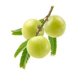 Amla or indian gooseberry fruit hanging on branch isolated on white background.