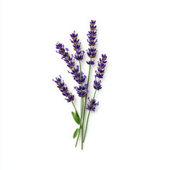 Obraz premium Lavender flowers with vibrant purple blooms and green leaves arranged elegantly. This captures essence of nature beauty and tranquility