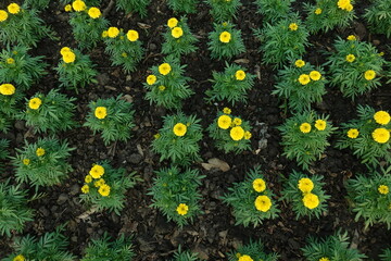 Marigold flowers in the garden. Marigold is a genus of flowering plants