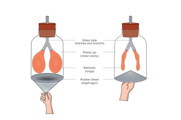 A breathing model demonstrates the human respiratory system, showing lung expansion and contraction using balloons and a diaphragm-like structure to simulate airflow