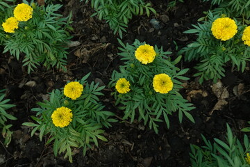 Marigold flowers in the garden. Marigold is a genus of flowering plants