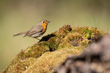 European Robin (Erithacus rubecula) perched gracefully on a moss-covered surface, bathed in gentle sunlight with a soft, blurred background, highlighting its vibrant orange breast.