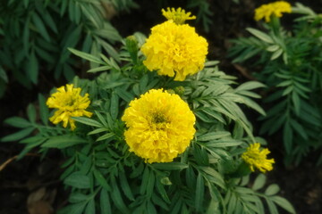 Marigold flowers in the garden. Marigold is a genus of flowering plants