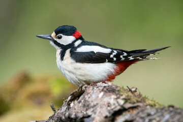 Great Spotted Woodpecker (Dendrocopos major) perched on a moss-covered log in a tranquil forest setting, showcasing its vibrant black, white, and red plumage against a softly blurred green background.