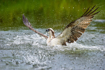 An Osprey (Pandion haliaetus) emerging from the water with wings spread wide, droplets of water flying in all directions, set against a vibrant green backdrop of a riverbank.