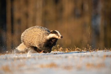 European Badger (Meles meles) sprinting across frosty terrain at dawn, its powerful build and distinctive markings highlighted against the golden glow of a winter morning. © Petr Šimon