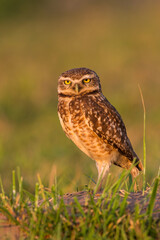 Burrowing Owl (Athene cunicularia) standing alert on the ground at sunset, displaying its intense yellow eyes and intricate brown-and-white plumage, set against a soft, golden-green natural backdrop.