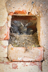 Black Redstart (Phoenicurus ochruros) nestlings gathered in a rustic brick cavity, one stretching its wing, portraying a lively scene of young birds preparing for flight in their natural habitat. © Petr Šimon