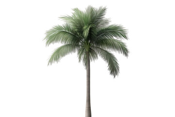 a palm tree with a white background