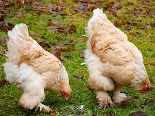 Chickens walking around free range outdoors. Sustainable farming. Poultry walkning around in the garden.