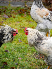 Two young roosters next to eachother. Portrait of chickens outdoors in a rural landscape. Close-up.