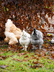 Chickens walking around free range outdoors. Sustainable farming. Poultry walkning around in the garden.