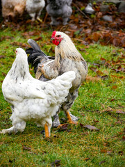 Chickens walking around free range outdoors. Sustainable farming. Poultry walkning around in the garden.