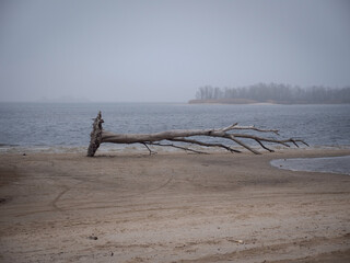 a big tree with a root on the beach