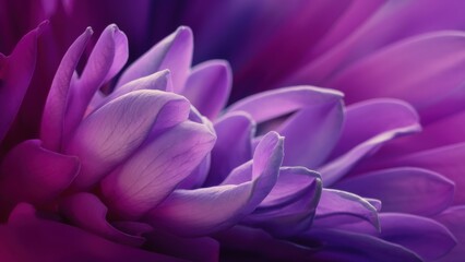 A close-up of a lavender flower with delicate petals, on a dark purple background. The background gradient smoothly transitions from dark purple to light lavender, creating a sense of depth and volume