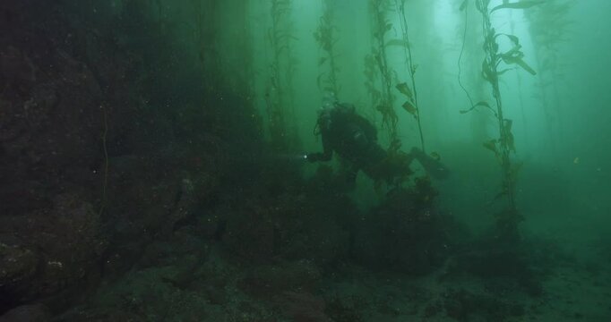 Scuba diver searching kelp reef in low visibilty.
