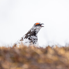 Calling ptarmigan in the Norwegian mountains