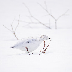 Grouse eat seeds from the bush in the snow.