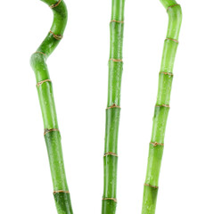 Fototapeta premium Stems of decorative bamboo plant isolated on white