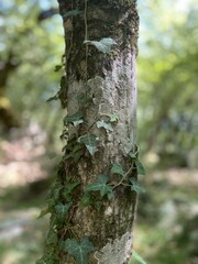 Potrait picture of beautiful tree with leafs