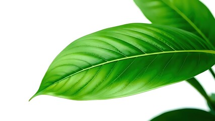 Obraz premium Studio Lighting Macro of Tropical Leaf with Visible Veins