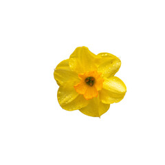 Naklejka premium Photo de fleur marguerite jaune détourée en gros plan. Photo calque png.