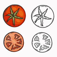 Vector illustration of tomato. Whole and cut tomatoes.   Line drawing and coloring. Vegetable. Flat illustration
