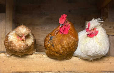 Three two rare breed rooster red combs wooden fence hen farm look