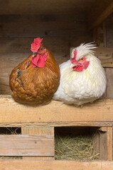 Three two rare breed rooster red combs wooden fence hen farm look