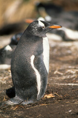Manchot papou, .Pygoscelis papua, Gentoo Penguin,  Iles Falkland