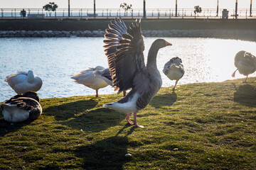 Beautiful ducks at Al Khobar Corniche side, Saudi Arabia.
