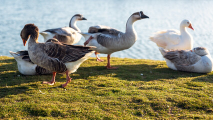Beautiful ducks at Al Khobar Corniche side, Saudi Arabia.