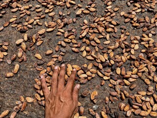 hand of man raises cocoa beans harvest stretched out in the sun.