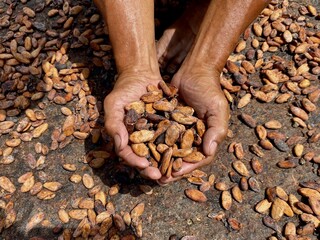 hand of man raises cocoa beans harvest stretched out in the sun.