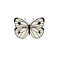 Cabbage butterfly flying also called Pieris brassicae family Pieridae. Large white moth with beautiful exotic wings, top view. Flat illustration beautiful insect isolated on white background. Vector