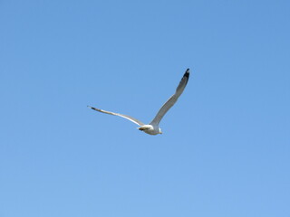 seagull in flight