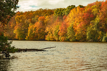 autumn trees on the lake