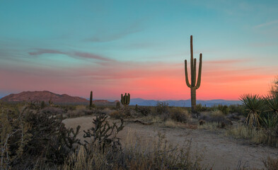 Saguaro Cactus Along A Hiking Trail At Sunset Time Near Phoenix AZ