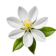 Beautiful white flower with green leaves on a transparent background for design projects