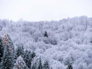 Misty winter Carpathian Mountains view fog landscape. Snowy spruce pine forest in Carpathians. Fir trees with white snow