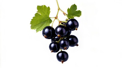 Blackcurrant Branch: A close-up of a blackcurrant branch with vibrant green leaves and plump, juicy blackcurrants, ready to be plucked. The image exudes freshness and natural beauty.