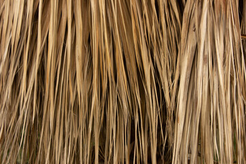 Dry palm leaves. Natural background