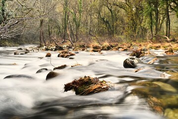 Flowing river in a dense forest with smooth rocks and boulders, surrounded by bare trees and a ground covered with grass and fallen leaves, indicating late autumn or early winter.