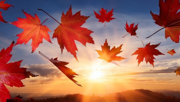 red maple leaves in autumn