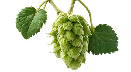 Fresh Hop Cone: A close-up of a vibrant green hop cone, showcasing its intricate details and natural beauty.  This image evokes the aroma of a freshly picked hop.