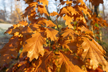 Foliage.
Yellow leaves in autumn season.