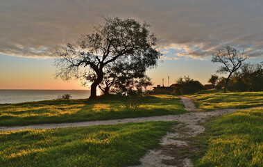 Fototapeta premium Seashore, low sun, trees, shadows.