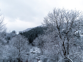 Misty winter Carpathian Mountains view fog landscape. Snowy spruce pine forest in Carpathians. Fir trees with white snow